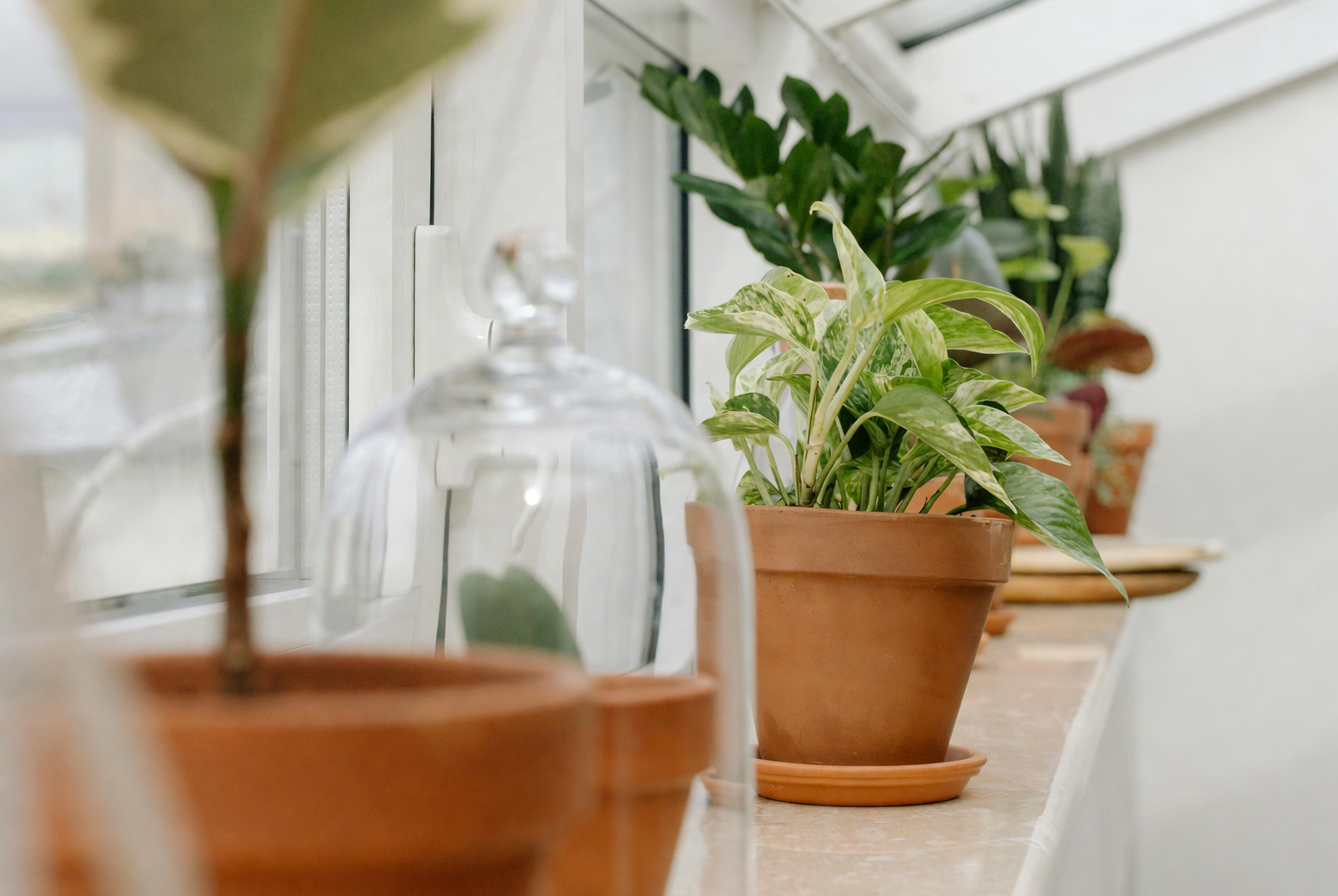 indoor plants with natural and artificial light