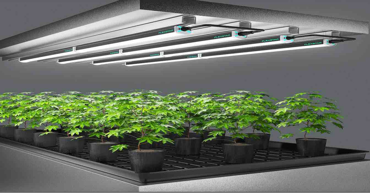 LED grow lights setup