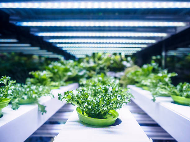 indoor plant light positioning