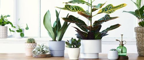 室内植物的温湿度养护指南：让您的绿植健康快乐成长