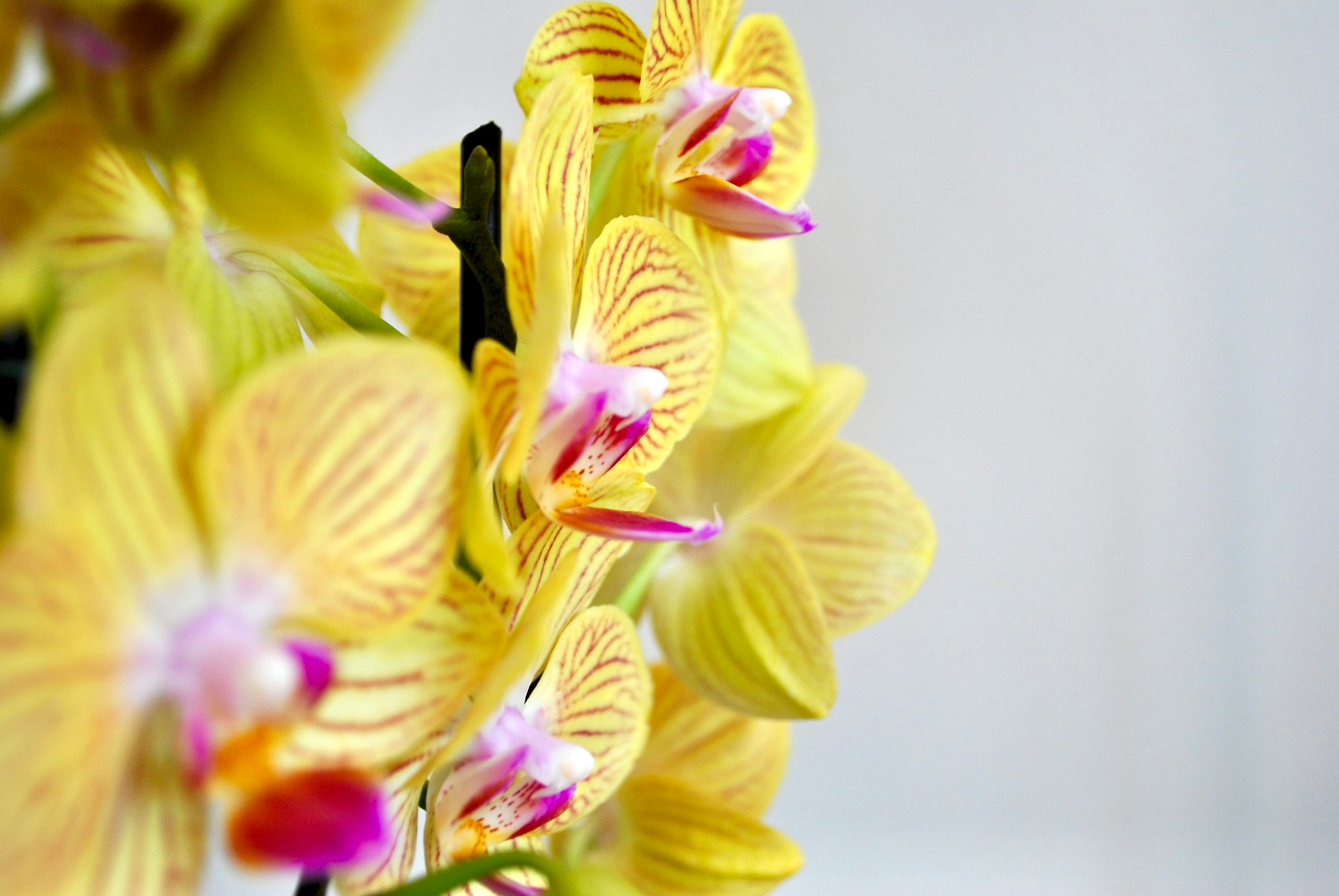 orchids in bathroom setting