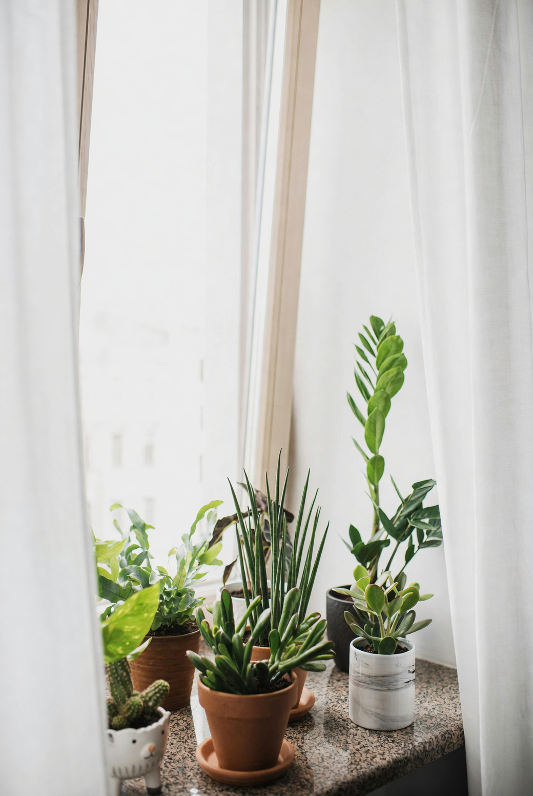 indoor plant near window