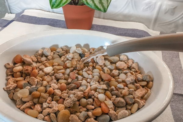 indoor plants pebble tray