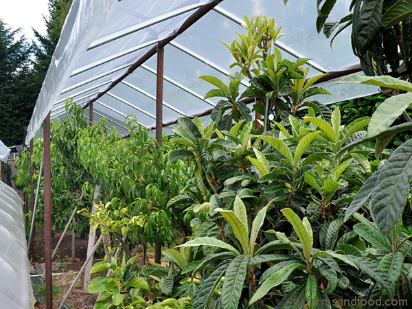 plant protection extreme weather