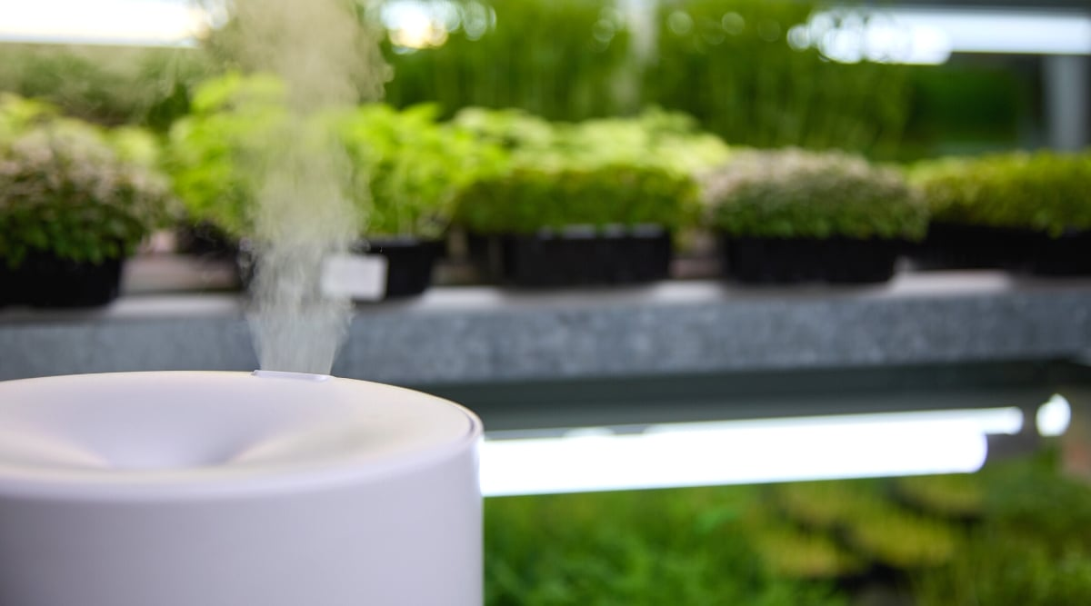 greenhouse plants humidifier
