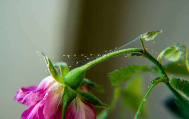 spider mites on plant leaves