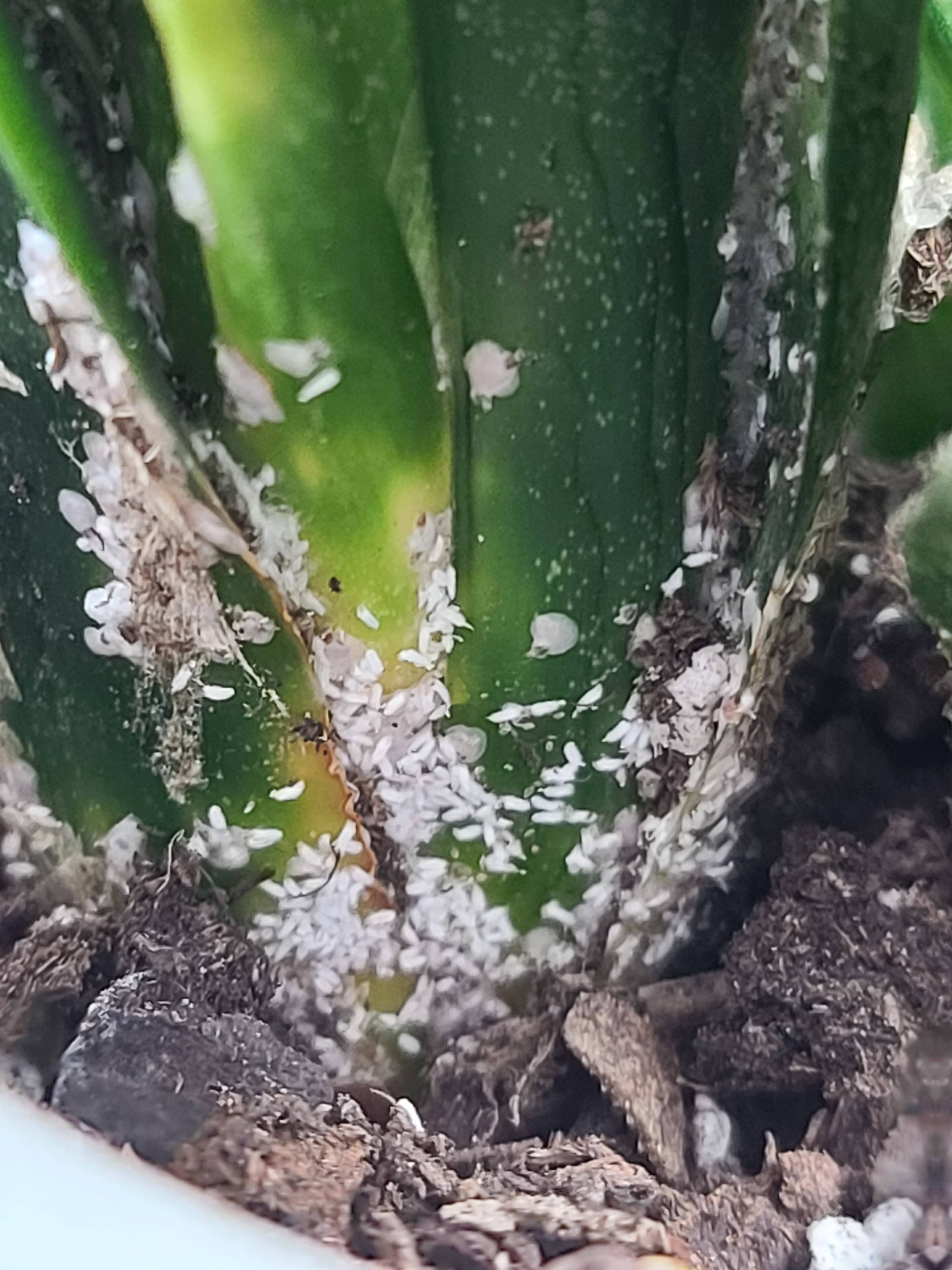 mealybugs on snake plant