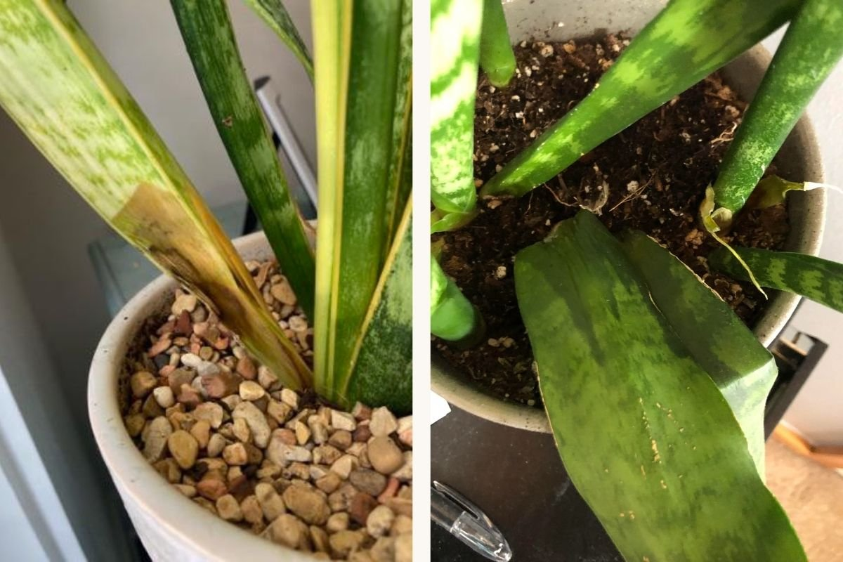 overwatered snake plant leaves