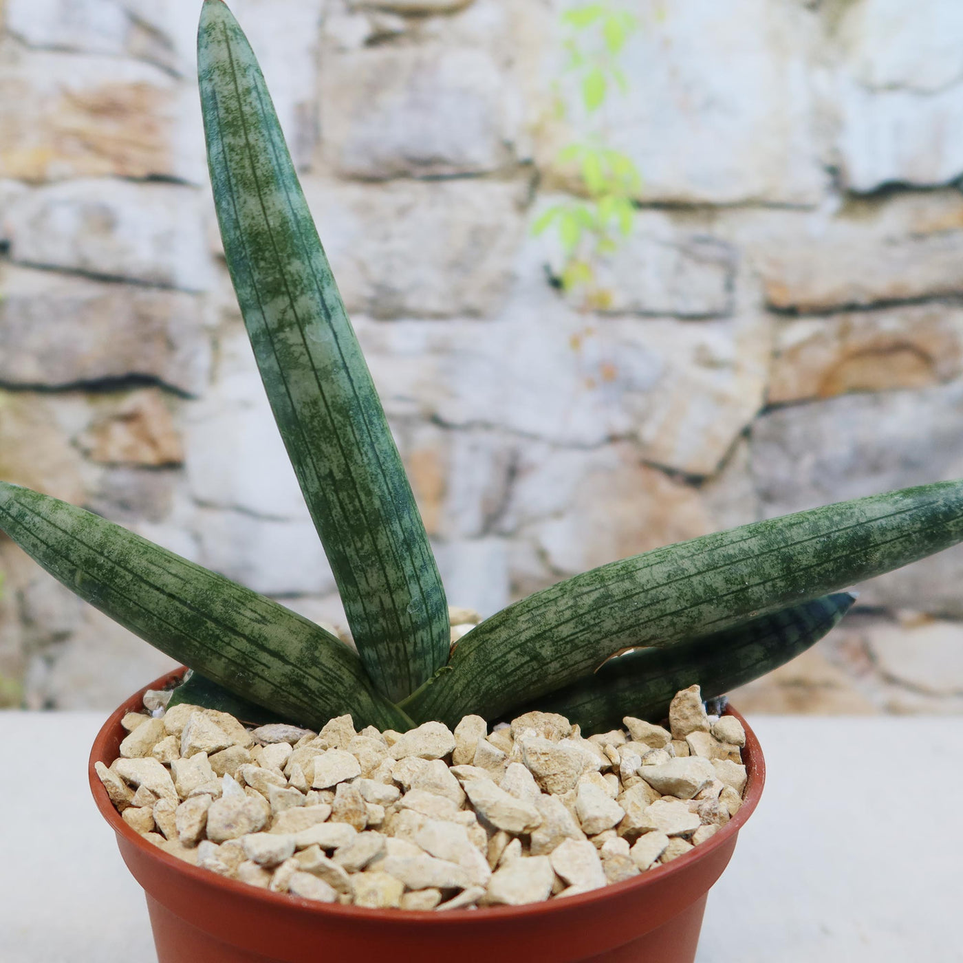 From Africa to Your Living Room: The Fascinating Journey of the Snake Plant