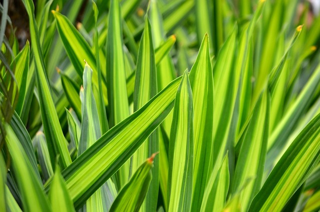 snake plant fibers crafting