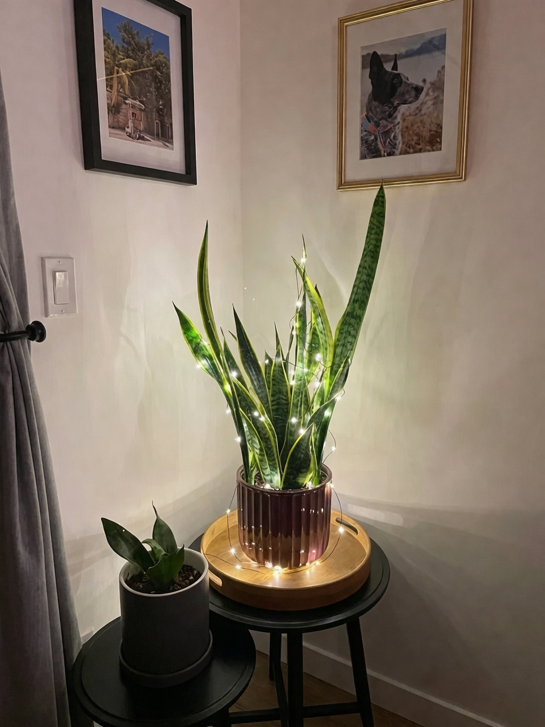 snake plant care indoor setup