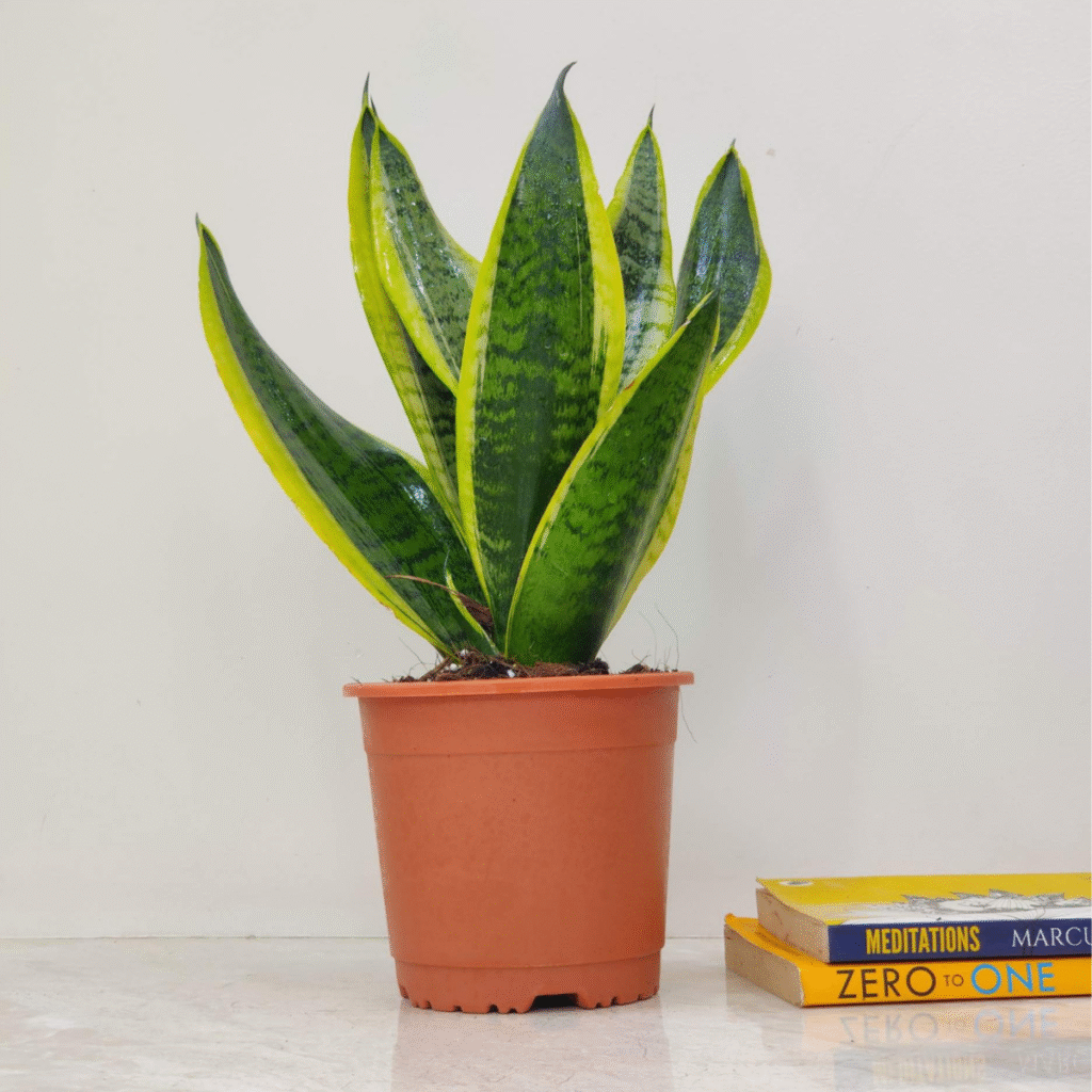 Snake Plant Surprises: Quirky Facts You Didn’t Know!