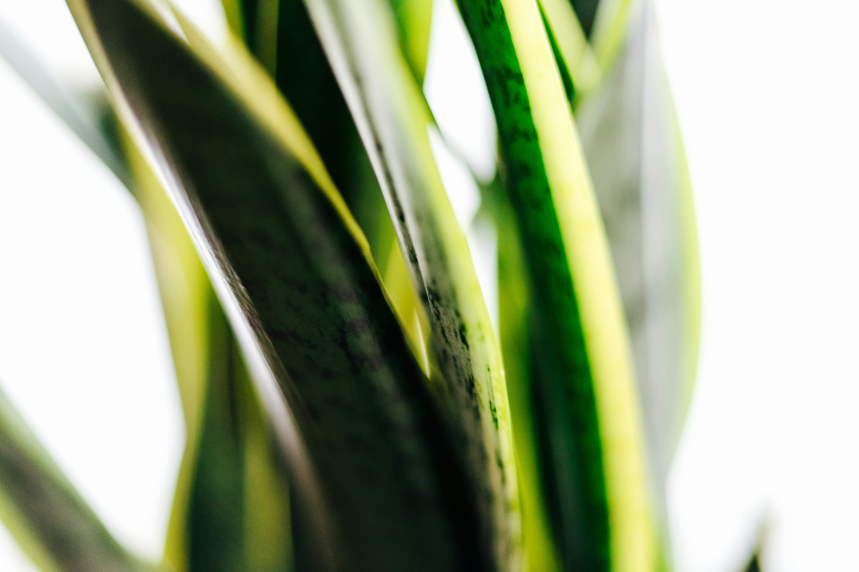 snake plant leaves close-up