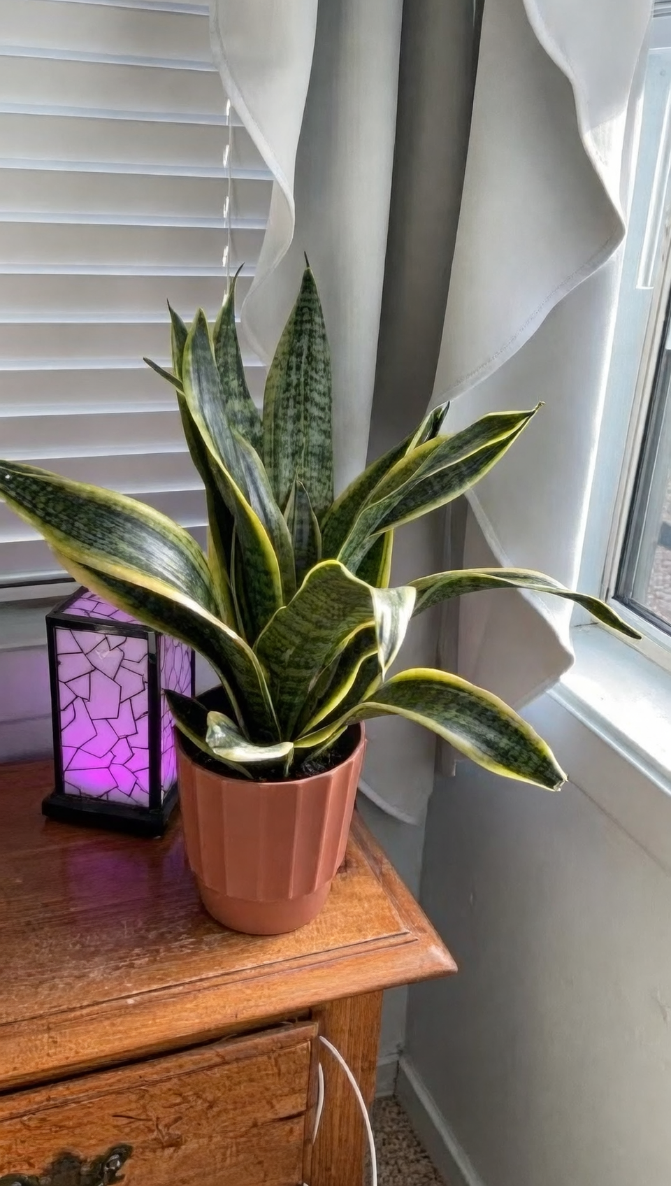 snake plant in bedroom