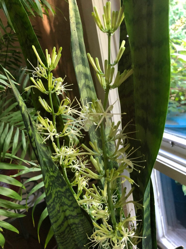 snake plant flowers close-up