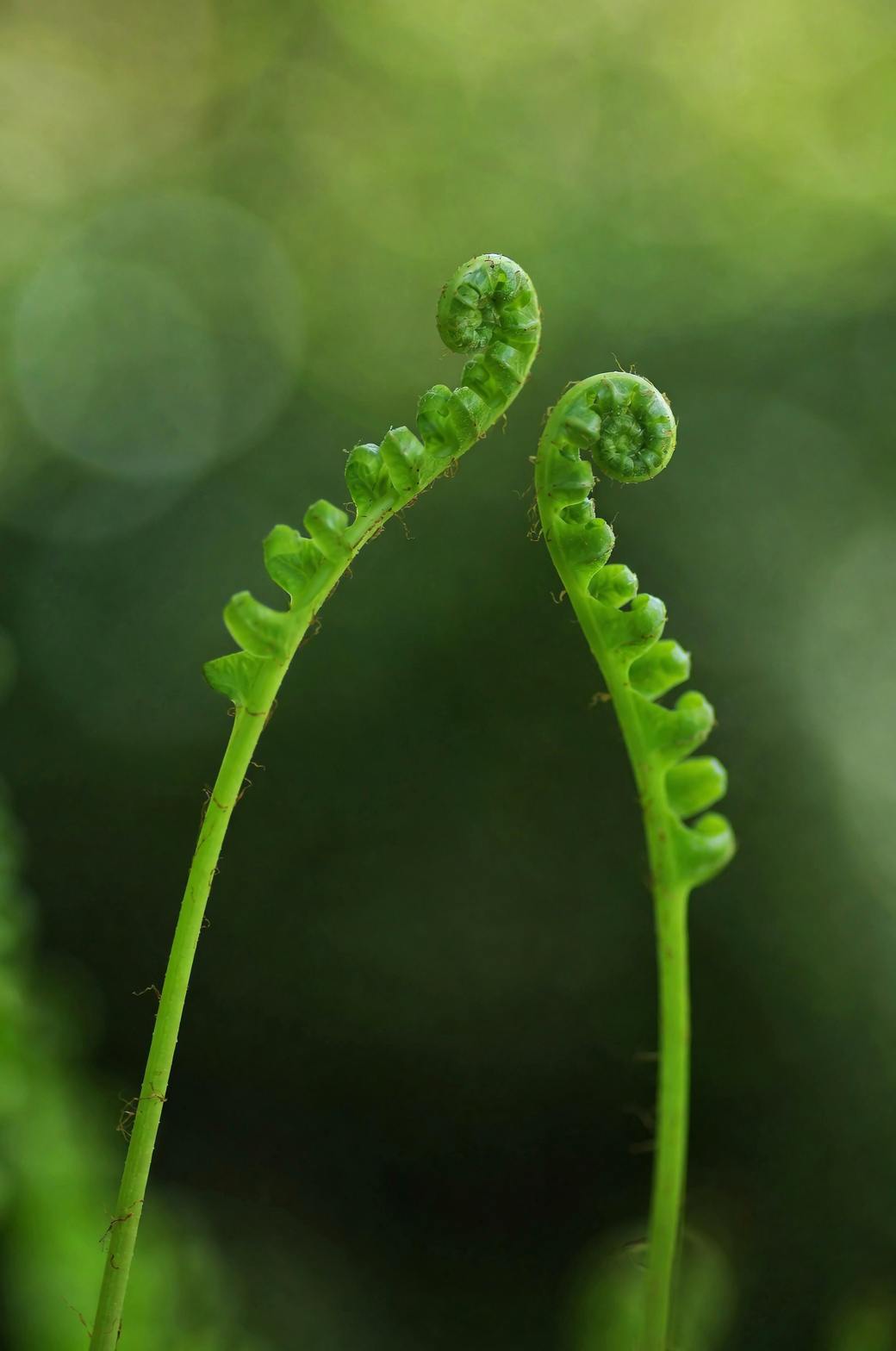 cactus and fern plant side by side