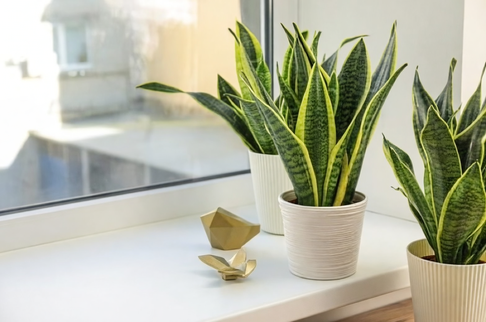 snake plant entranceway decor