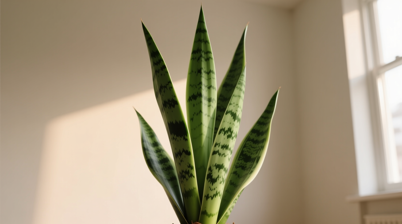 snake plant air purification