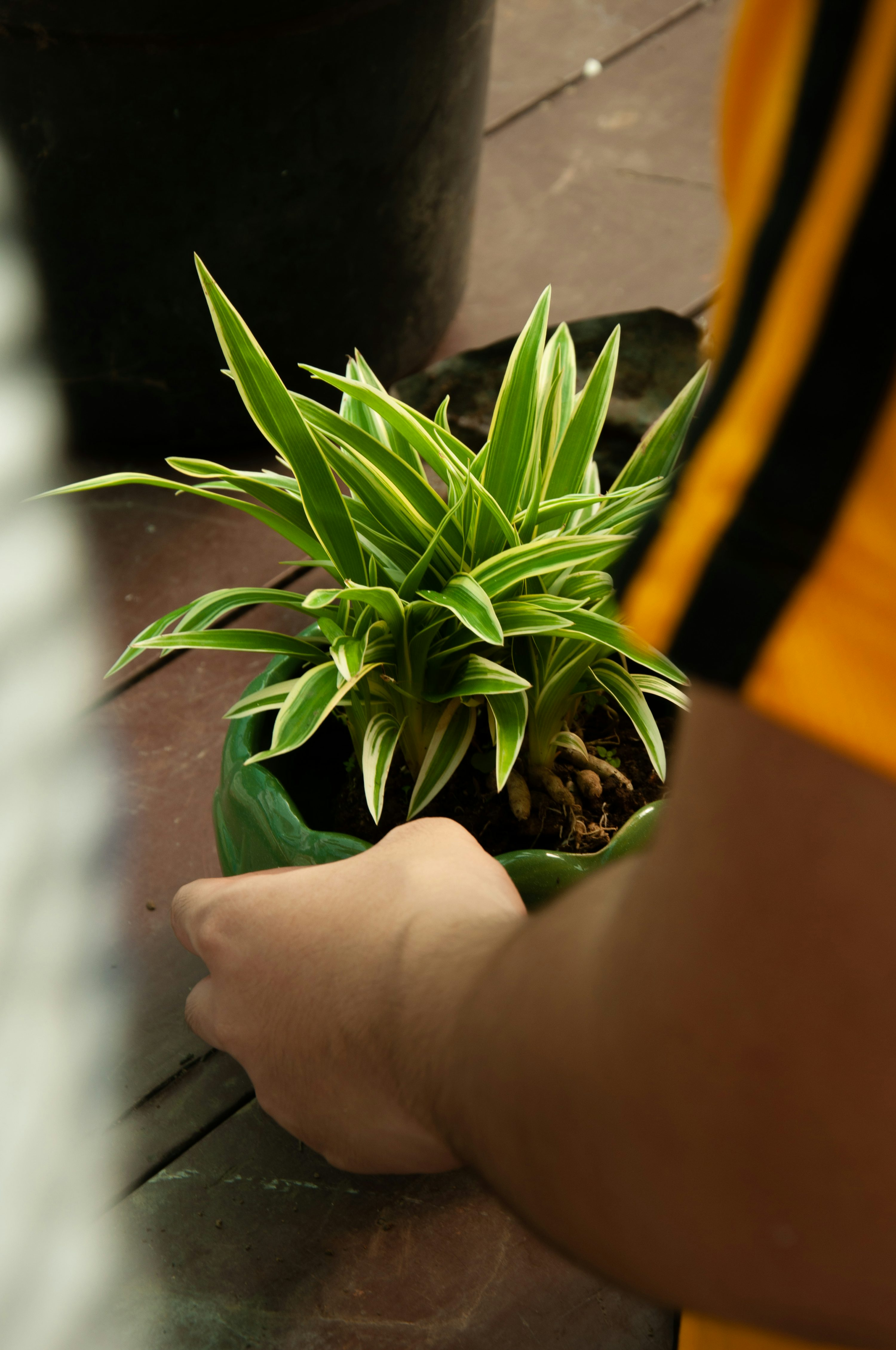 lifting potted plant for weight test