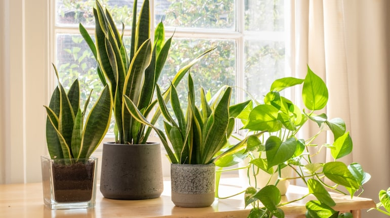 snake plant office desk