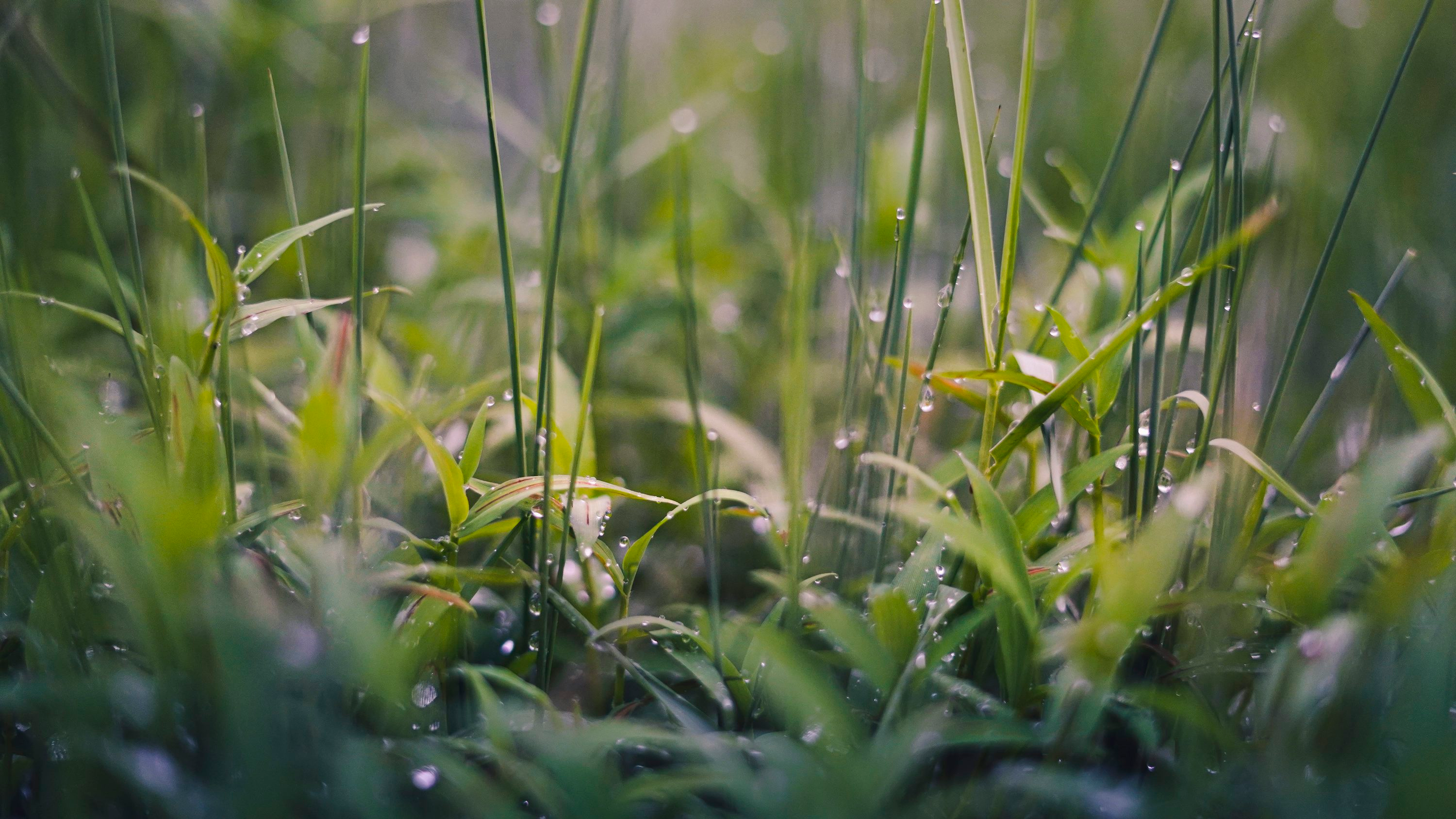 Mastering Plant Hydration: Navigating Rainy and Sweltering Seasons