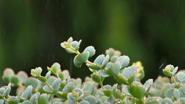 potted plant with rain gauge