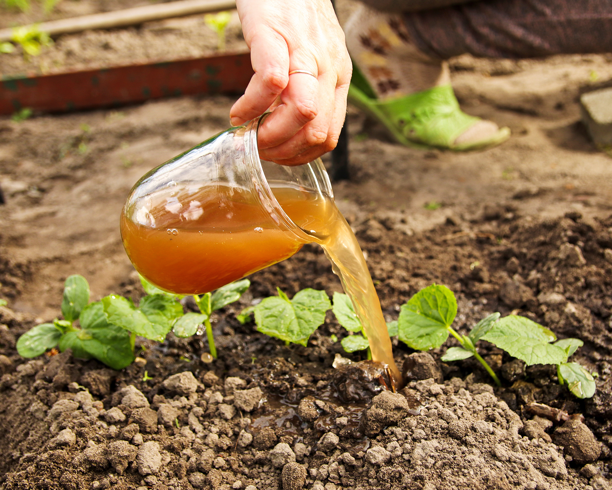 seedlings with liquid fertilizer