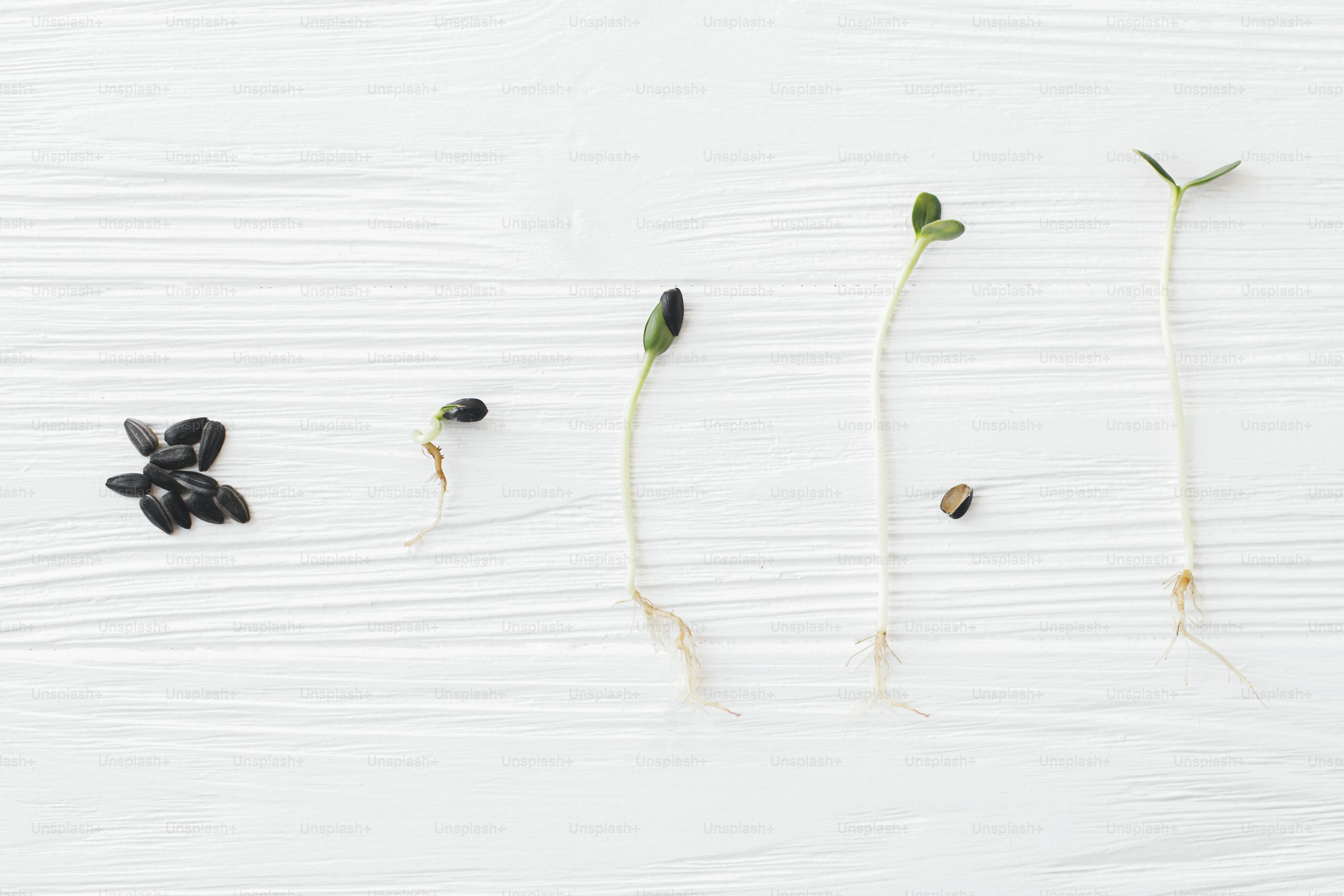 Feeding Your Plants Right: How to Adjust Fertilizer Dilution by Growth Stage