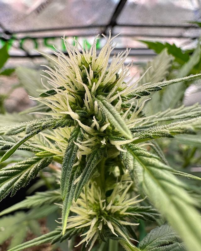 flowering stage plant blooms