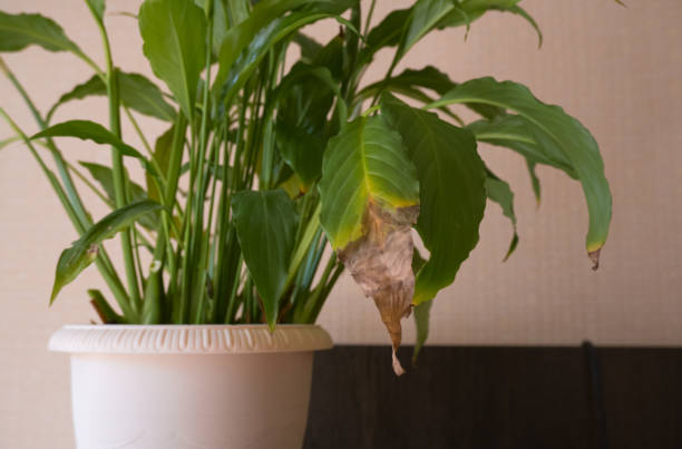 Spotting and Solving Plant Nutrient Deficiencies: A Gardener’s Guide