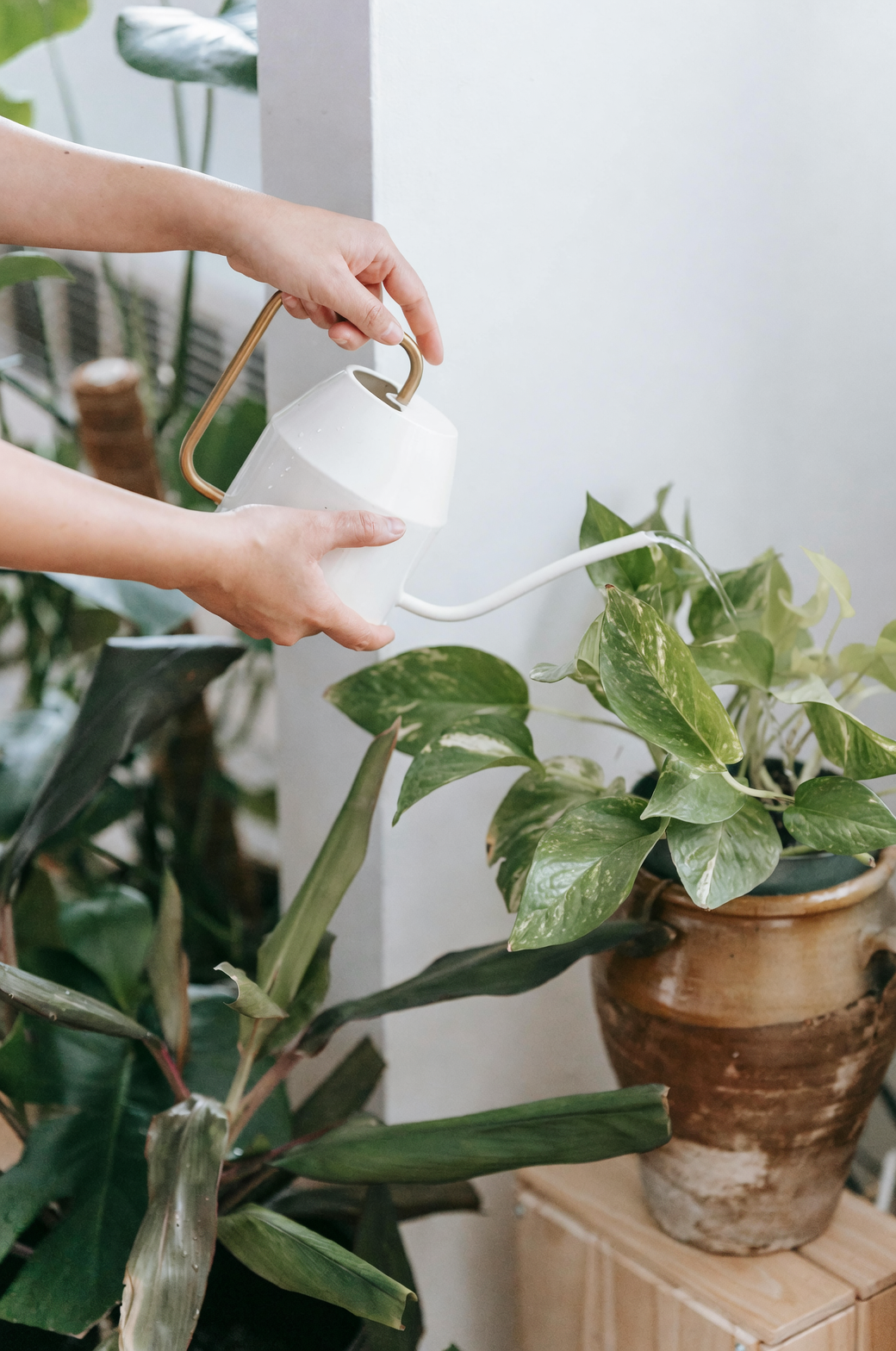 garden plant watering hands