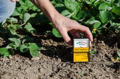 soil pH testing in garden