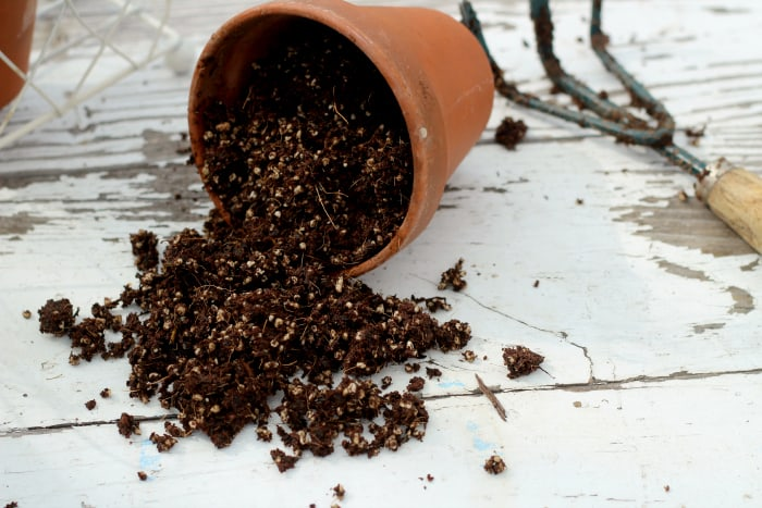 Revive Your Soil: A Step-by-Step Guide to Sterilizing and Rejuvenating Old Potting Mix