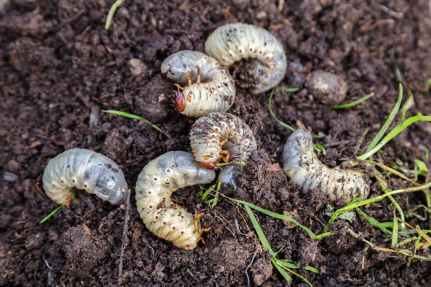 Digging into the Dirt: Understanding the Pest Risks of Reused Soil