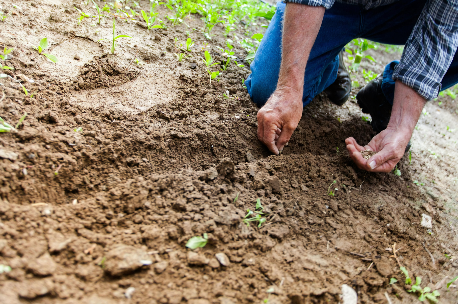soil solarization process