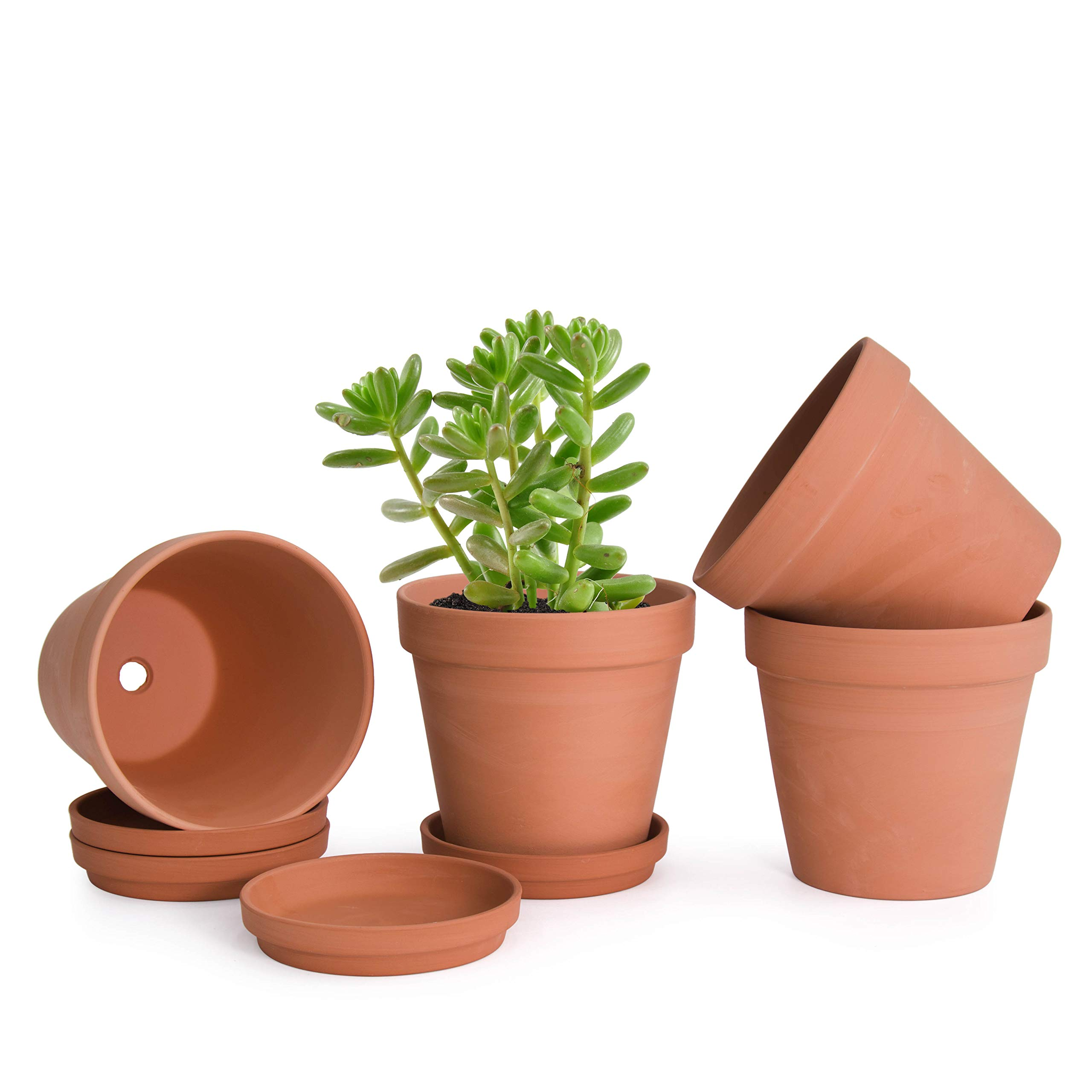 terracotta pots with plants