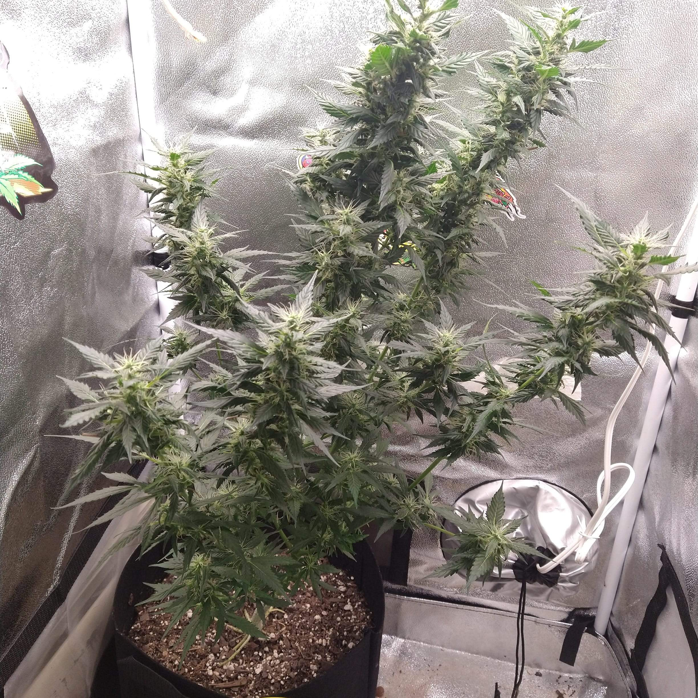 plant stretching towards light