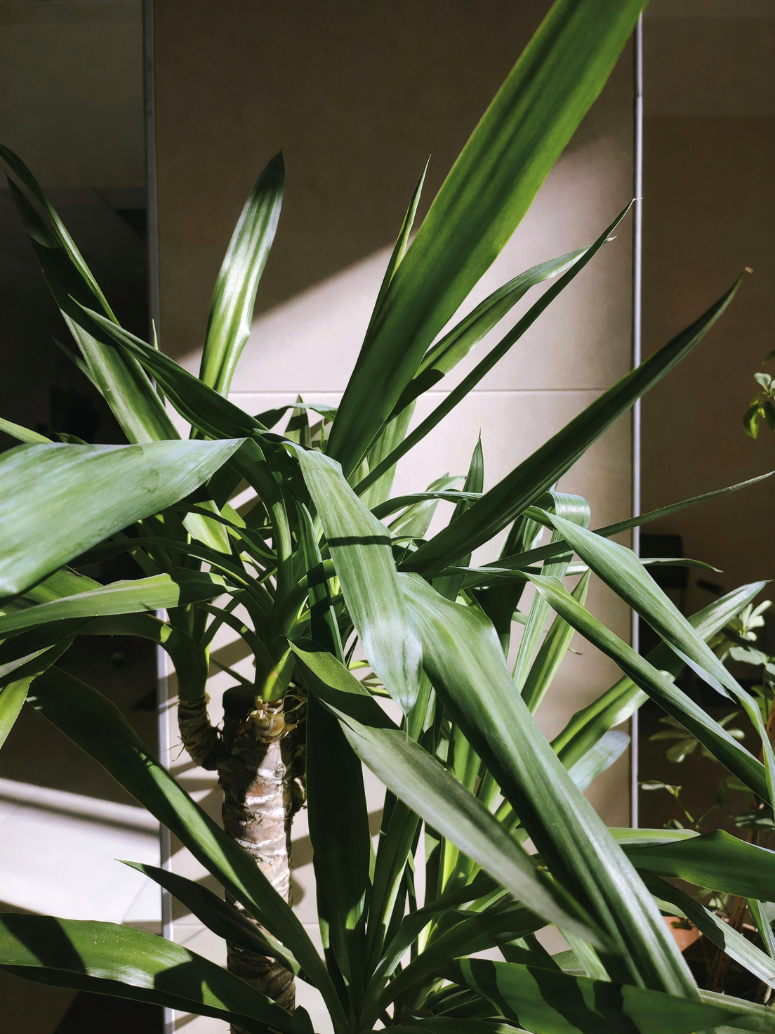Shedding Light on Plant Growth: Understanding Etiolation and Stunting