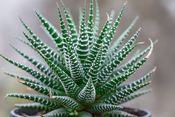 Striped Wonders: Fun Facts About Zebra Haworthia You Didn’t Know