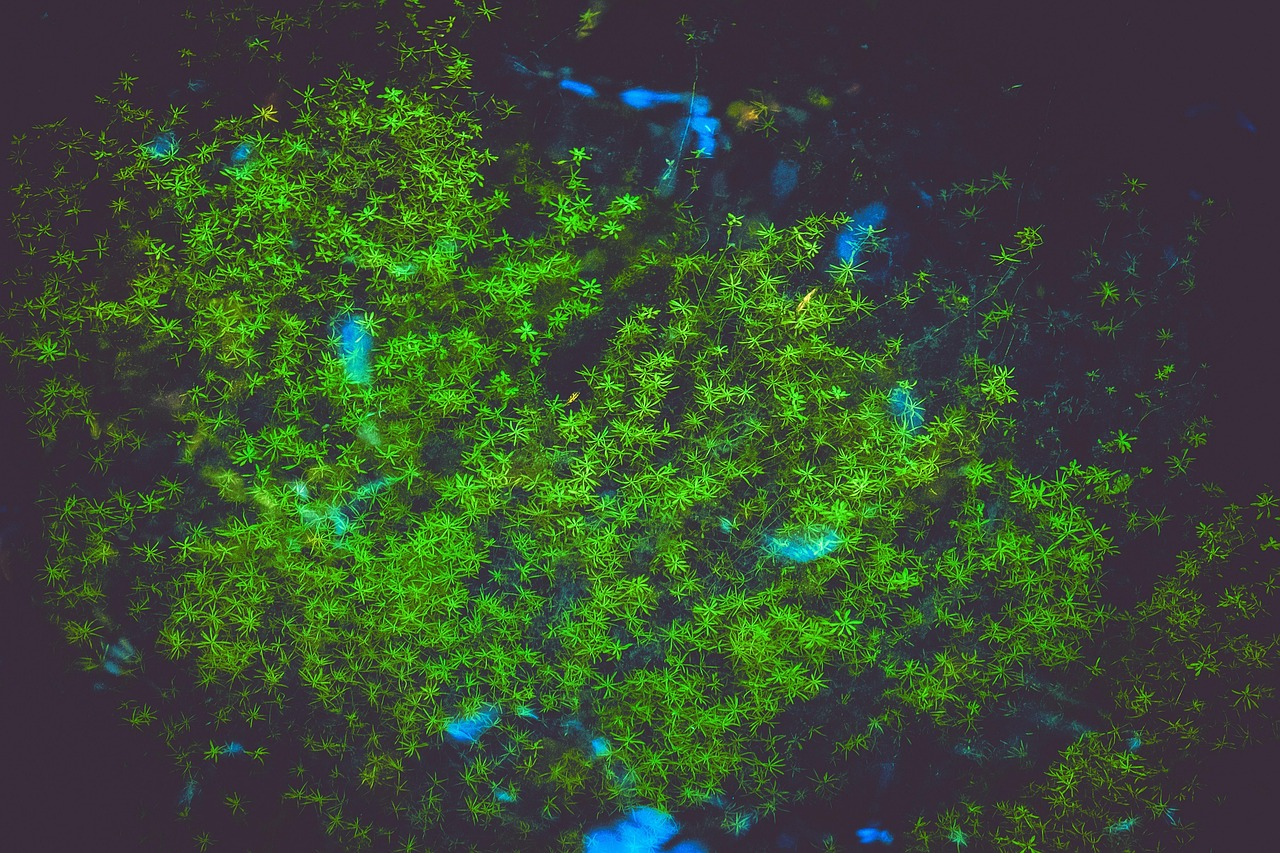 plant under grow light