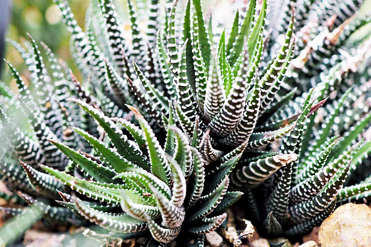 zebra haworthia rosette pattern