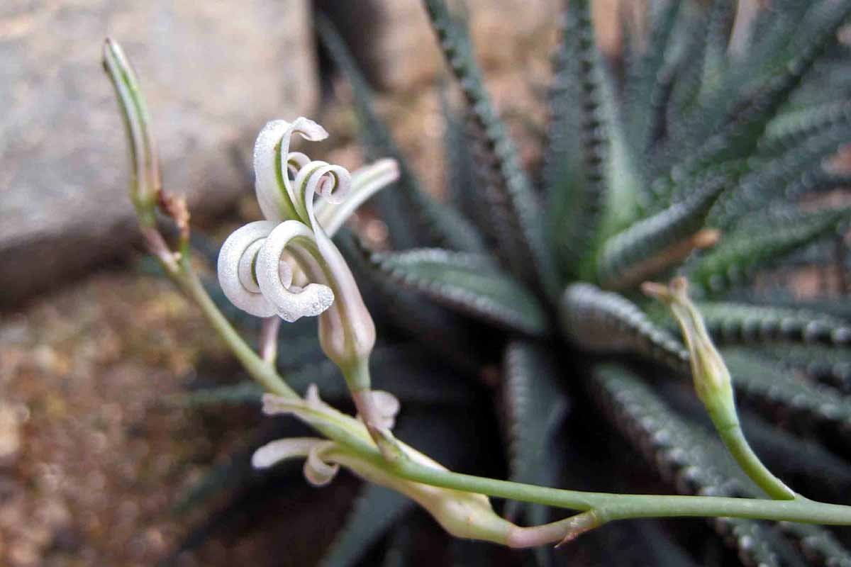 zebra haworthia flower stalks