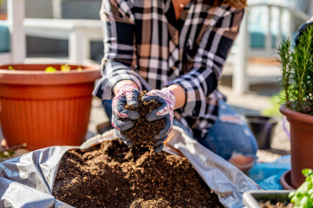 repotting plant into fresh soil