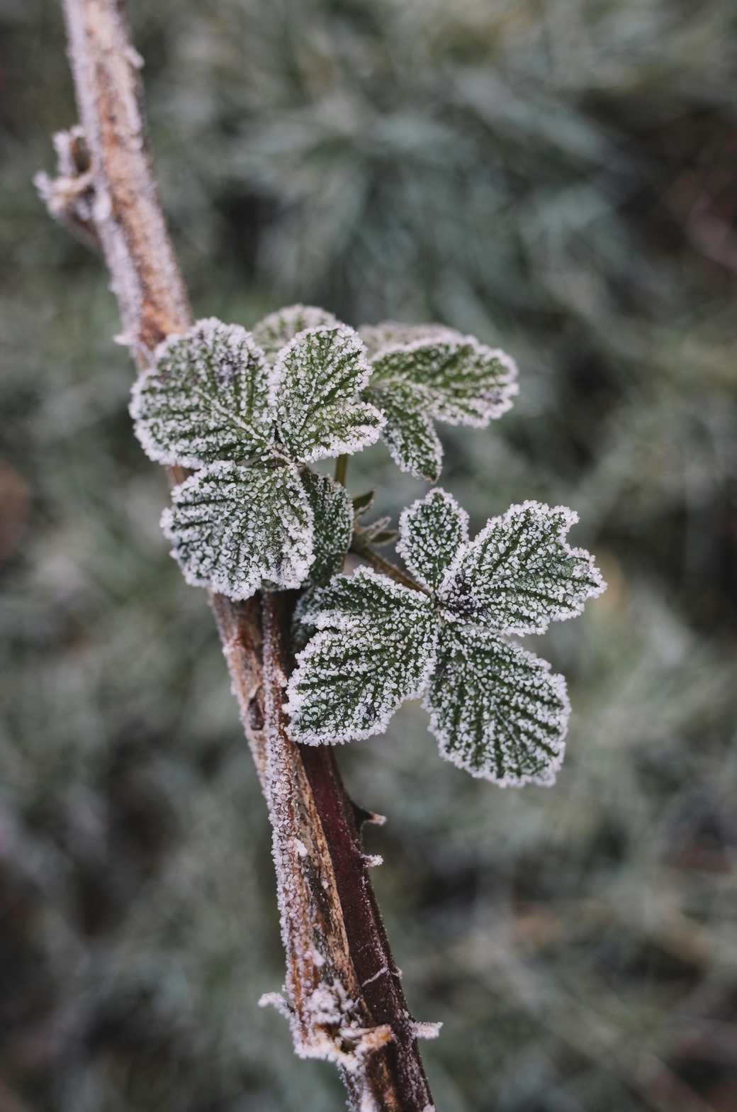 plant pruning frost damage