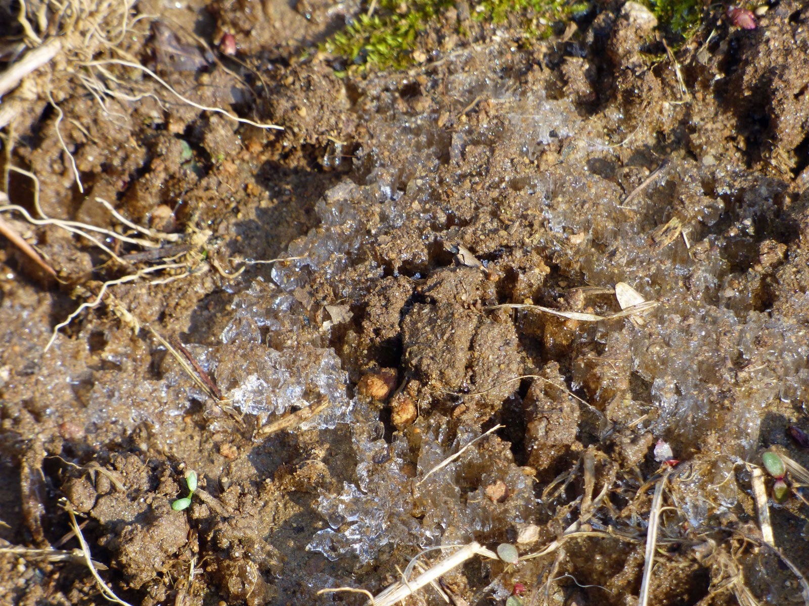 watering frozen soil