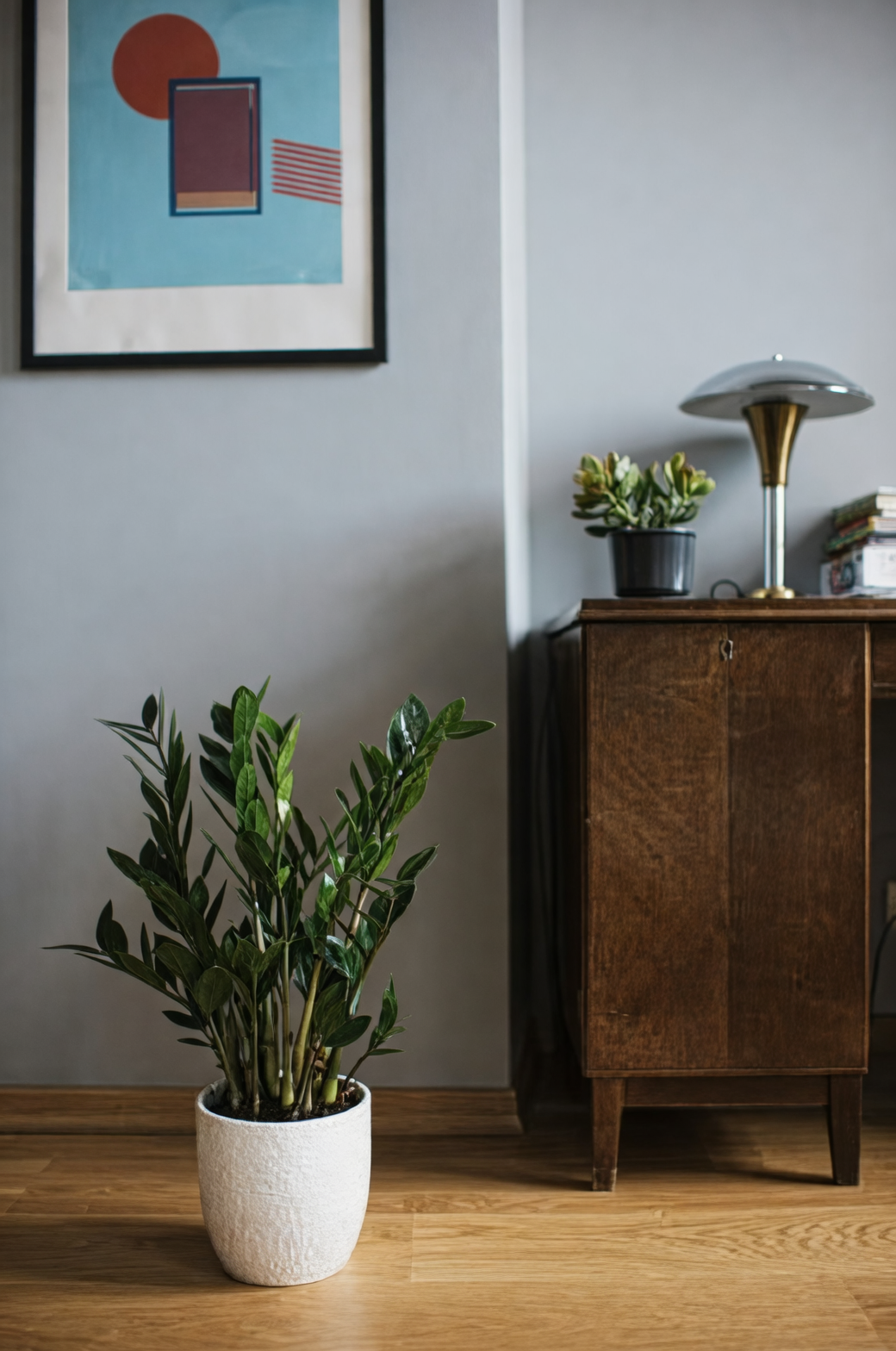 ZZ plant in bright indirect light
