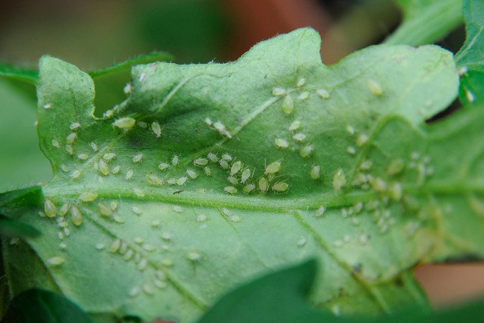 Banish the Bugs: A Practical Guide to Tackling Houseplant Pests