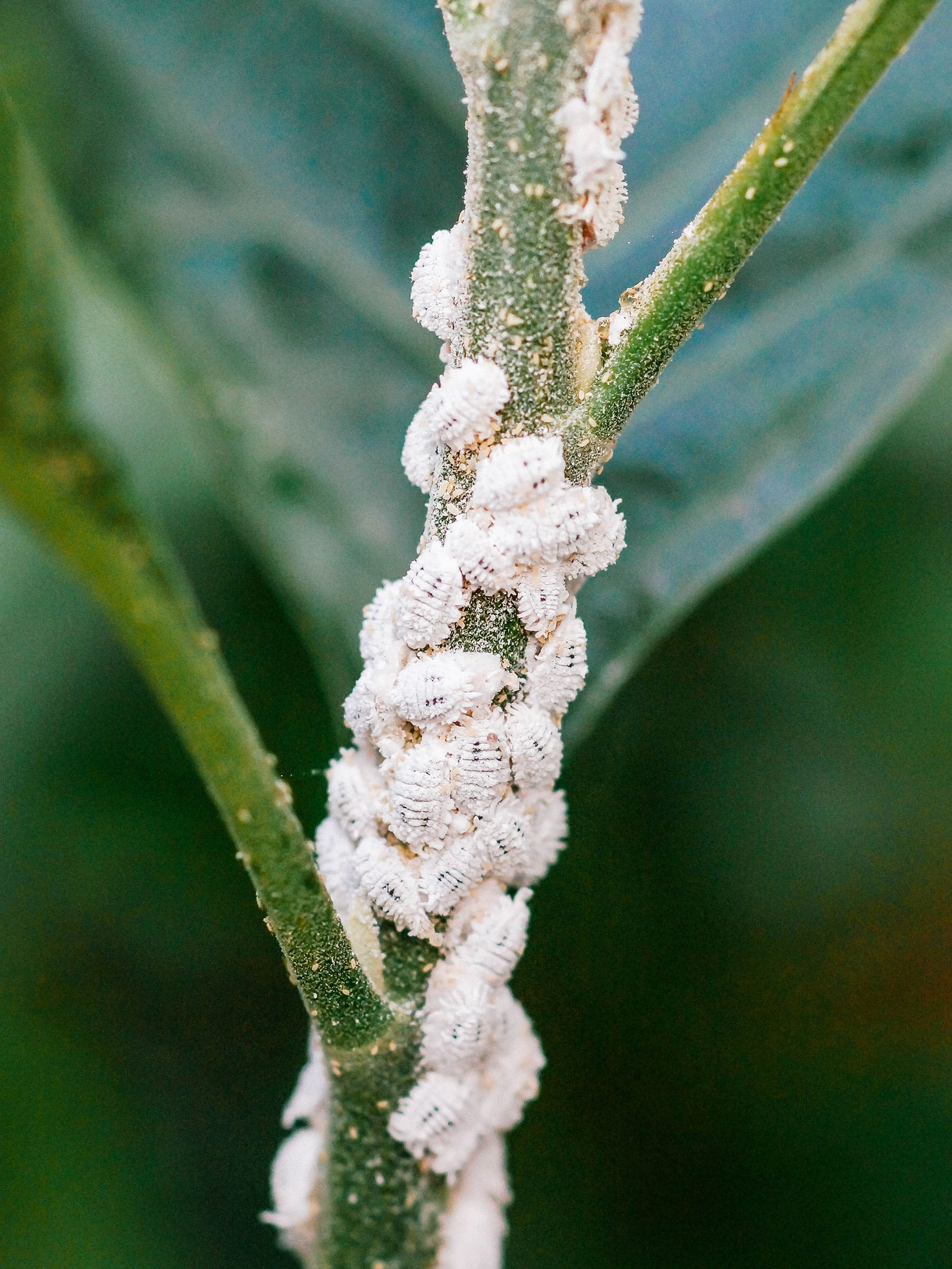 mealybugs on plant stem