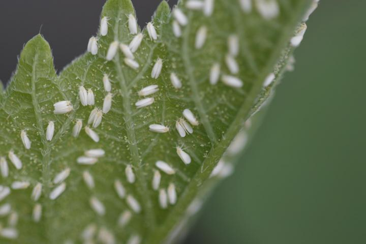 whiteflies on leaf underside