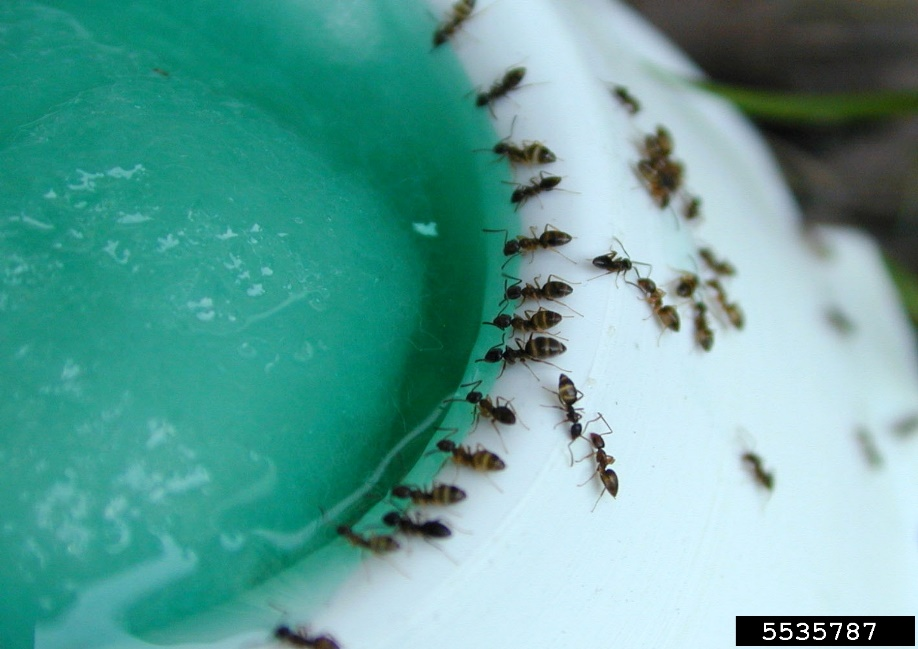 Finding the Right Fit: Light vs. Severe Pest Control Strategies